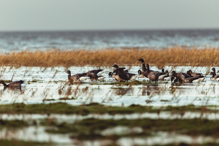 Wadden Sea Geese ©Lars Roed
