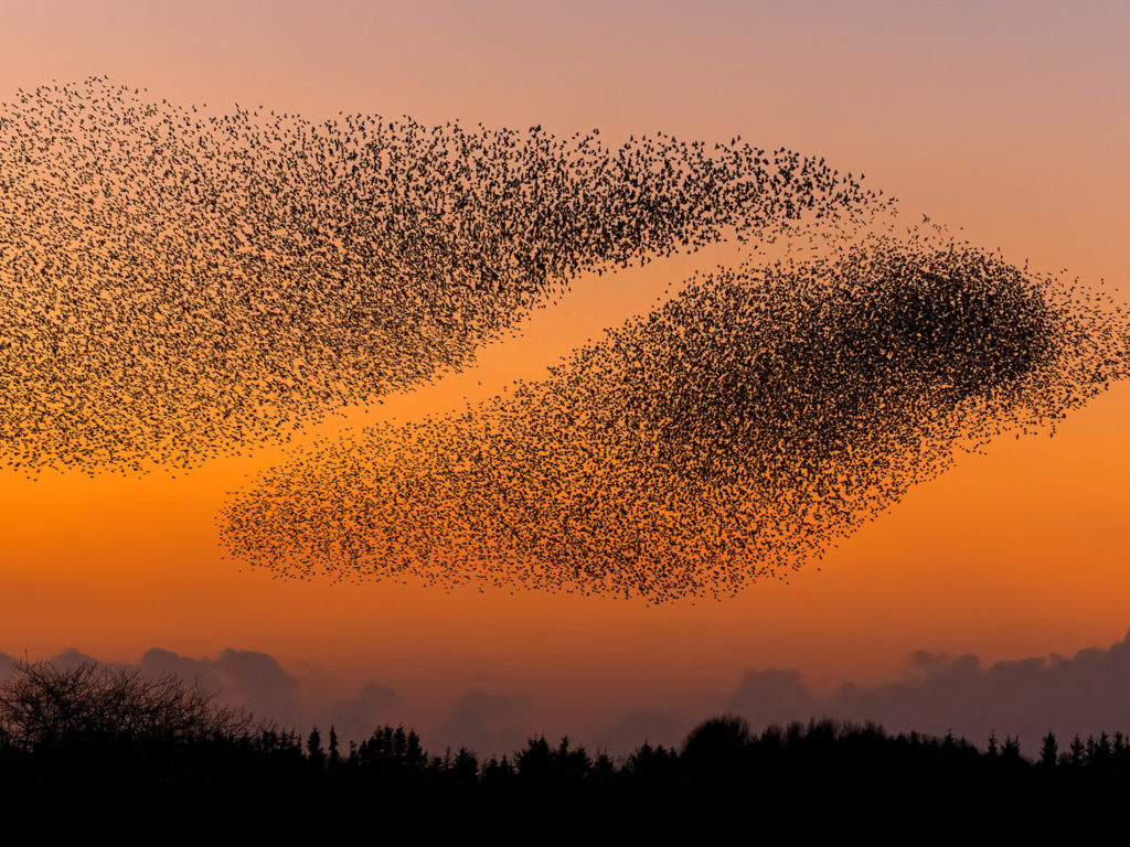 1 sort sol ved ribe marsken - ribe byferie resort