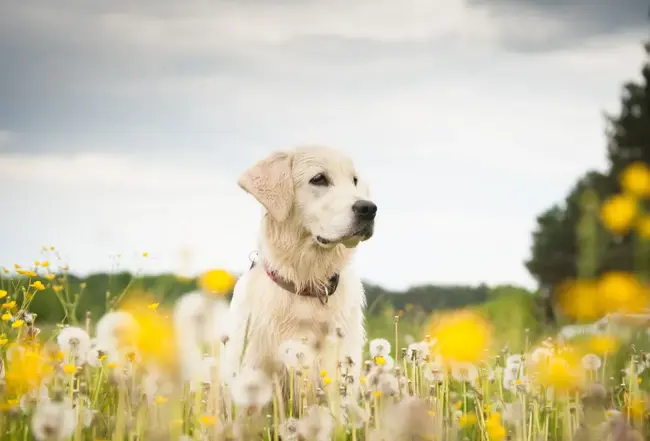 Hunden 1