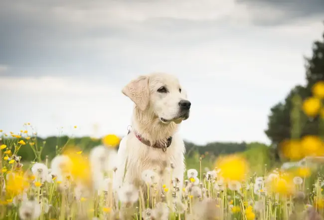 Hunden 1