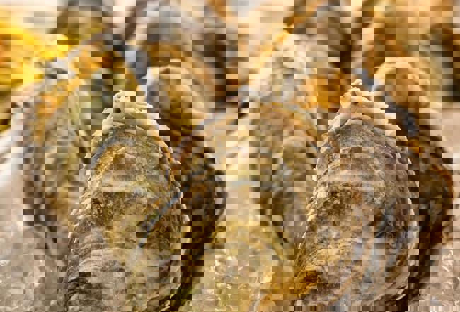 Østers Festival (3)