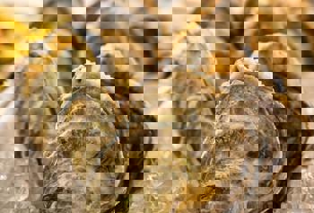 Østers Festival (3)