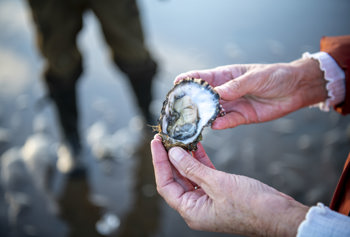 Ribe Byferie Resort Østers 1 (4)