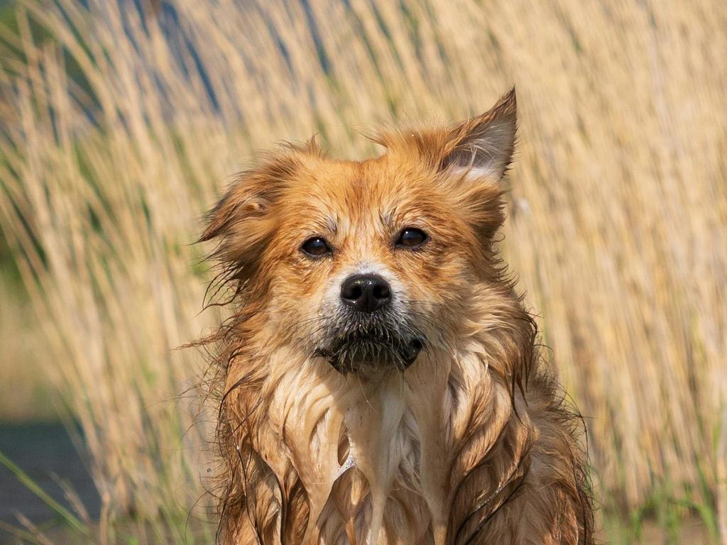 Hund med på ferie